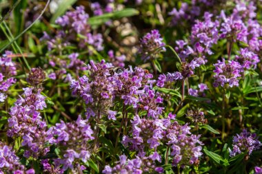 Çiçekli kokulu Thymus Serpilllum, Breckland yabani kekik, sürünen kekik, ya da elf kekik yakın çekim, makro fotoğraf. Güneşli bir günde tarlada güzel yiyecekler ve tıbbi bitkiler