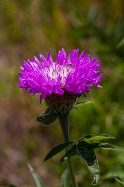 Psephellus dealbatus Psephellus, Asteraceae familyasından bir bitki türü..