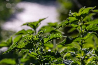 Urtica dioica ya da ısırgan otu, bahçede. Isırgan otu, kanama, idrar söktürücü, ateş düşürücü, yara iyileştirme, antiheumatik madde olarak kullanılan bir ilaç..
