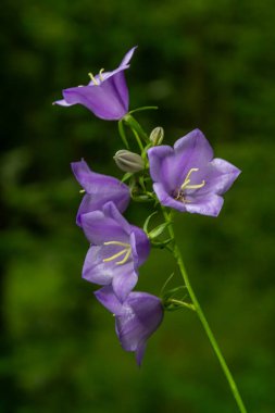 Campanula latifolia çiçeği, geniş yapraklı çan çiçeği, urple, botanik ormanı çayırı, bahar çiçekli bitki ormanı, doğa makro fotoğrafı..