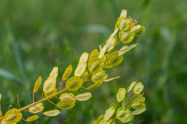 Doğada, Thlaspi arvense yabani otların arasında yetişir..