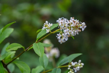 Çiçek açan çalılar sıradan bir özel Ligustrum vulgare..