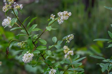 Çiçek açan çalılar sıradan bir özel Ligustrum vulgare..