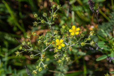 Çayırda Potentilla arenası var. Kum toprağında büyüyen küçük sarı çiçek.