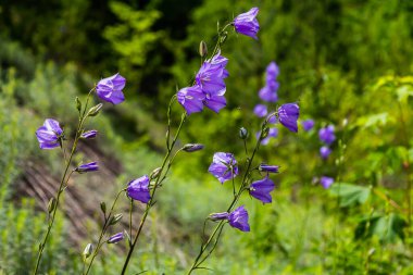 Campanula latifolia çiçeği, geniş yapraklı çan çiçeği, urple, botanik ormanı çayırı, bahar çiçekli bitki ormanı, doğa makro fotoğrafı..