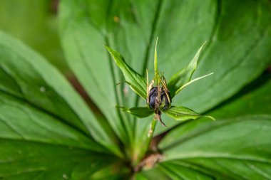 Çok zehirli bir bitki olan Kuzgun 'un gözü dört yapraklı Paris kuadrifolisi ormanlarda yetişen dut ya da gerçek aşıklar düğümü olarak da bilinir..