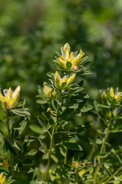 stock image In the spring Chamaecytisus ruthenicus blooms in the wild.