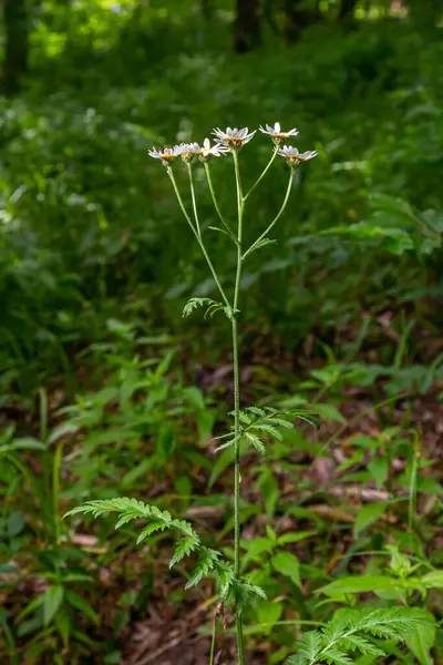 stock image In the spring in the wild in the woods blooms tansy shields Tanacetum corymbosum.