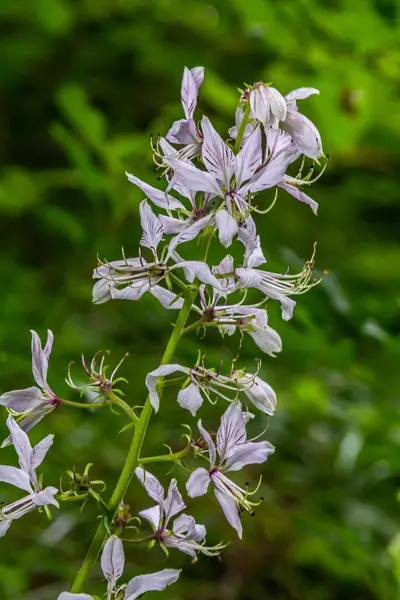 stock image Detail on a beautiful Dictamnus albus in white and pink blooming.