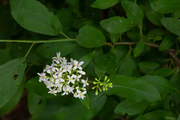 Stock image The blossoming bush a privet ordinary Ligustrum vulgare.