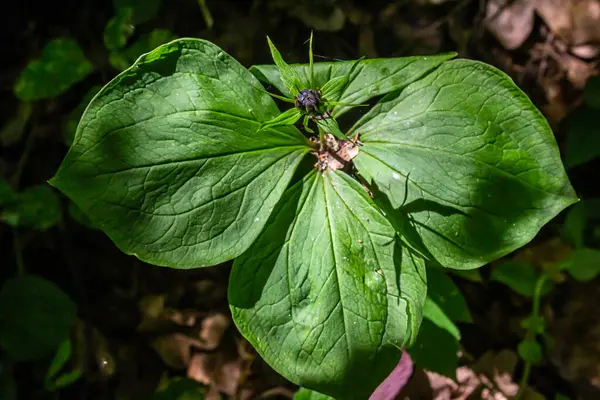 stock image Very poisonous plant Raven's eye four-leaf Paris quadrifolia also known, berry or True Lovers Knot growing in the wild in a forest.