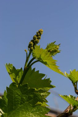 Baharda mavi gökyüzünün arka planında taze yeşil üzüm yaprakları.