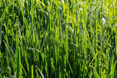 Parlak yeşil çimenlerin üzerine çiy damlalarının arka planı.
