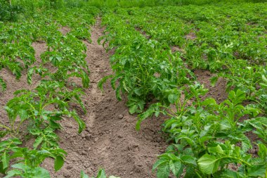 patates alan yeşil sürgünler patates ile.