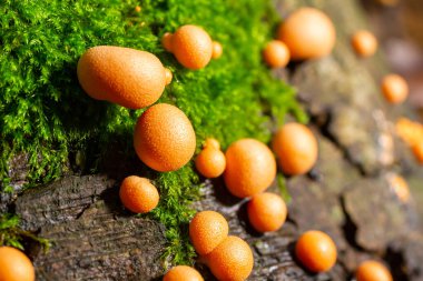 Sonbahar ormanında turuncu kırmızı balçık mantarı Lycogala epidendrum.