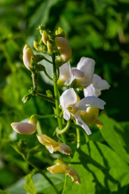 Böbrek fasulyesinin çiçekli bitkileri ve bir çiftlikteki genç olgunlaşmış kapsüller, aşağıdan görüş..