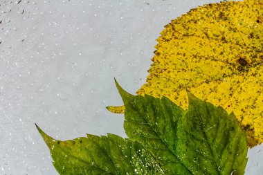 Soyut arka plan düşüşü, cam düşüşü sonbahar sarı yapraklar ıslak Ekim havası.