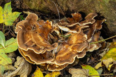 Ormandaki dev Polypore mantarı Meripilus Giganteus 'un doğal yakın çekimi..