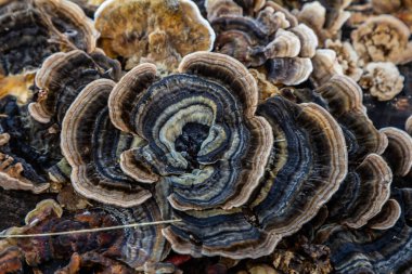Trametes versicolor, ayrıca Polyporus versicolor olarak da bilinir, dünya çapında yaygın olarak bulunan ve ağaç gövdelerinde yetişen geleneksel tıbbi mantar türüdür..