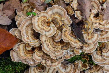 Trametes versicolor, ayrıca Polyporus versicolor olarak da bilinir, dünya çapında yaygın olarak bulunan ve ağaç gövdelerinde yetişen geleneksel tıbbi mantar türüdür..