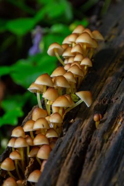 Yenilemez mantar ormanlarda, Orta Avrupa 'da, Mycena Renati' de yetişir..
