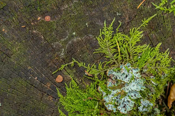 stock image A close up of lichen Hypogymnia physodes on a old tree branch.