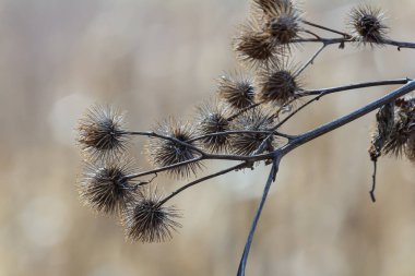 Arctium Lappa 'nın meyveleri daha büyük bir dulavrat, gün ışığında sivri dikenli dikenli bir bitkinin yakın çekimi.