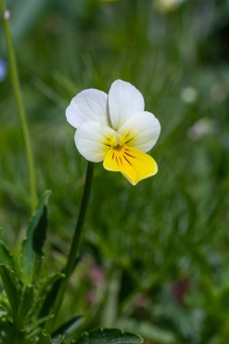 Viola arvensis otlarla dolu beyaz sarı çiçekleri olan yabani bir tarla bitkisidir. Viyola arvensis halk tıbbında tıbbi bir bitki olarak kullanılır..