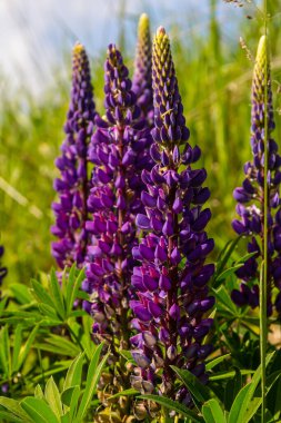 Lupinus, lupin, acı bakla alan pembe mor ve mavi çiçekli.