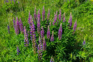 Lupinus, lupin, acı bakla alan pembe mor ve mavi çiçekli.