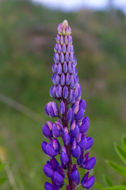 Lupinus, lupin, acı bakla alan pembe mor ve mavi çiçekli.