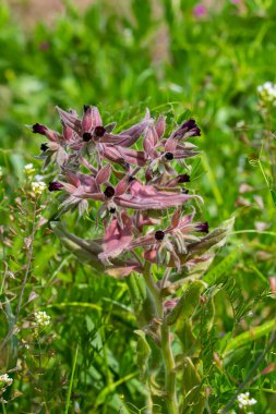 Flowers and leaves of the monkswort Nonea pulla, from Europe. clipart