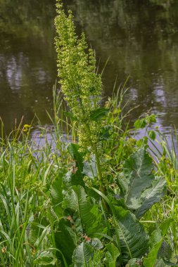 Rumex Konferansı 'nın bir parçası. Kökünde kuru tohumlarla vahşi doğada yetişiyor..
