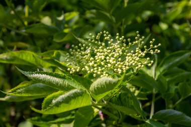 Çiçek tomurcukları ve siyah yaşlı bahar, Sambucus nigra, çiçekler.