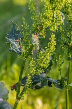 Part of a sorrel bush Rumex confertus growing in the wild with dry seeds on the stem. clipart