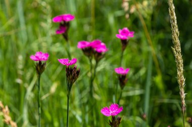 Dianthus carthusianorum, Kartacalıgiller (Caryophyllacea) familyasından Avrupa 'da yaşayan bir çiçektir..