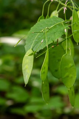 Bahçedeki Yeşil Lunaria bitkisi. Lunaria Annua, dürüstlük ya da yıllık dürüstlük..