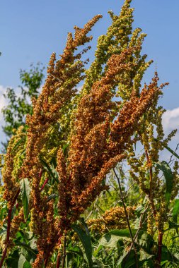 Rumex Konferansı 'nın bir parçası. Kökünde kuru tohumlarla vahşi doğada yetişiyor..