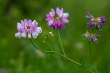 Securigera Varia 'nın çiçekleri - crownvetch, mor taç vetch.