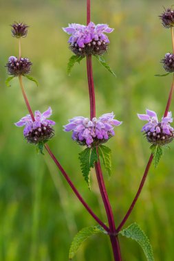 Phlomis Phlomoides tüberosa kır çiçekleri açık yeşil arka planda. Koyu kırmızı sapları var. Mimari leylak-pembe çiçekler ve buruşuk kıllı yapraklar..