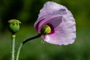 Kırsal bir mutfak bahçesinde güzel menekşe gelincikleri. Papaver somniferum, afyon haşhaşı.