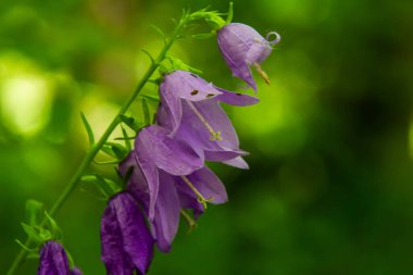 Photo of Campanula latifolia flower, broad-leaved bellflower, urple, botany forest meadow, spring flowering plant forest, nature macro photo. clipart