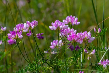Securigera Varia 'nın çiçekleri - crownvetch, mor taç vetch.