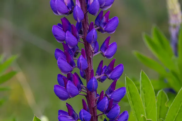 stock image Lupinus, lupin, lupine field with pink purple and blue flowers.