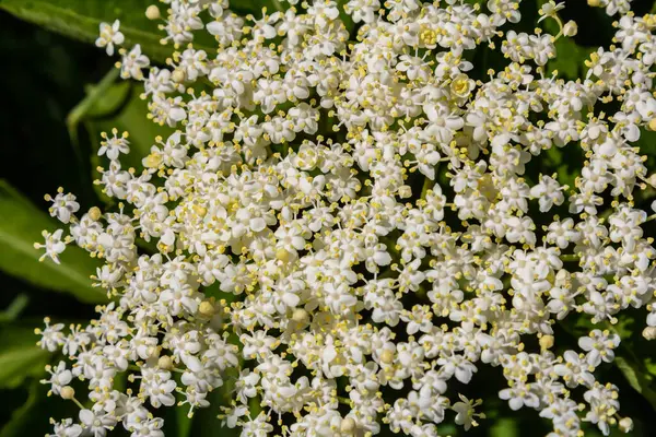 Stock image Flower buds and flowers of the Black Elder in spring, Sambucus nigra.