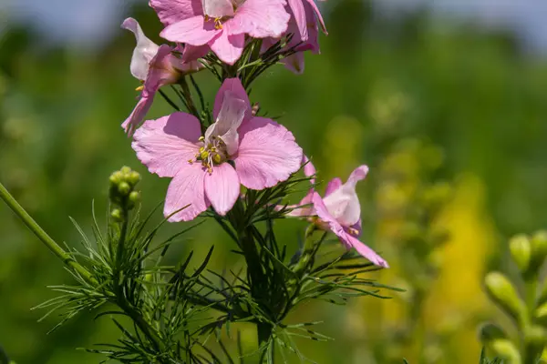 stock image Pink and purple Delphinium Larkspur flowering plant in flower field, the Ranunculaceae family.