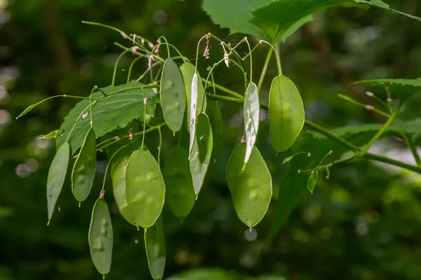 stock image Green Lunaria plant in garden. Lunaria annua, called honesty or annual honesty.