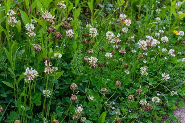 Stock image White clover flowers among the grass. Trifolium repens.