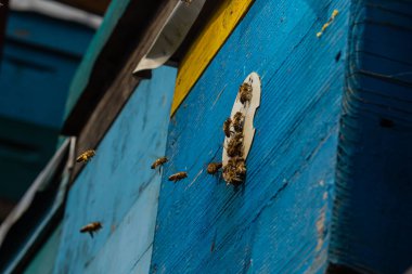 Arı kovanının yakınında bir grup arı uçuyor. Tahta arı kovanı ve arılar. Arılar uçar ve arı kovanının yuvarlak girişine doğru uçar. Arı kovanına yakından bakar..