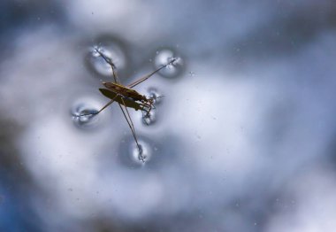 Böcek Gerris lacustris, Avrupa 'da su yüzeyinde hızlı hareket edebilme ve hidrofobik bacaklara sahip bir su yürüyüşçüsü türüdür..